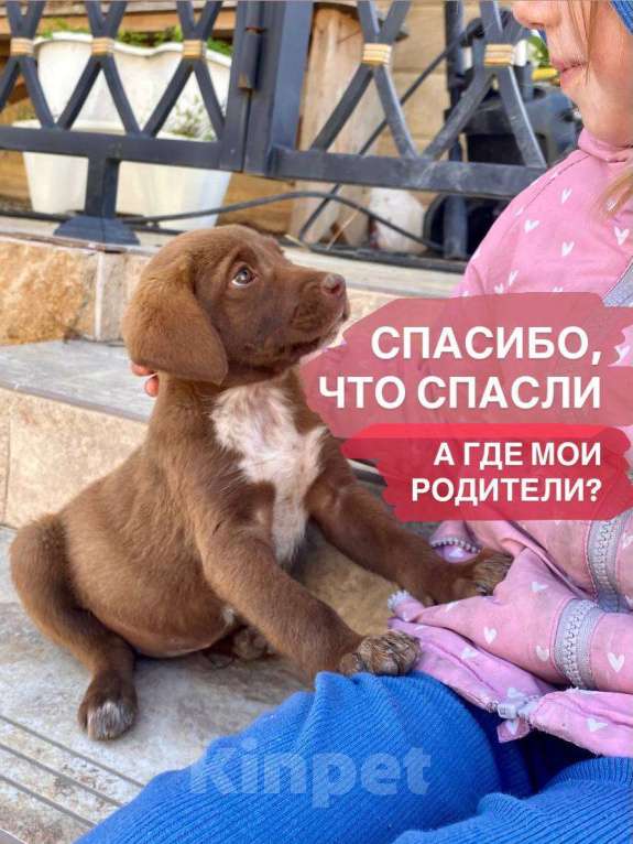 Собаки в Сочи: Карамелька ищет дом Девочка, Бесплатно - фото 1
