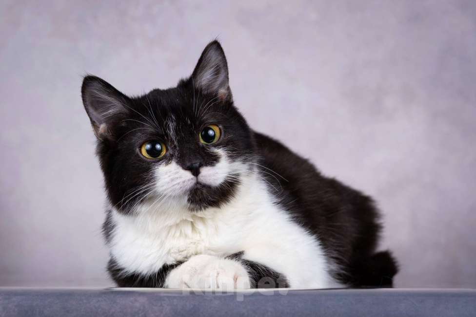 Кошки в Москве: Котенок девочка  Девочка, Бесплатно - фото 5