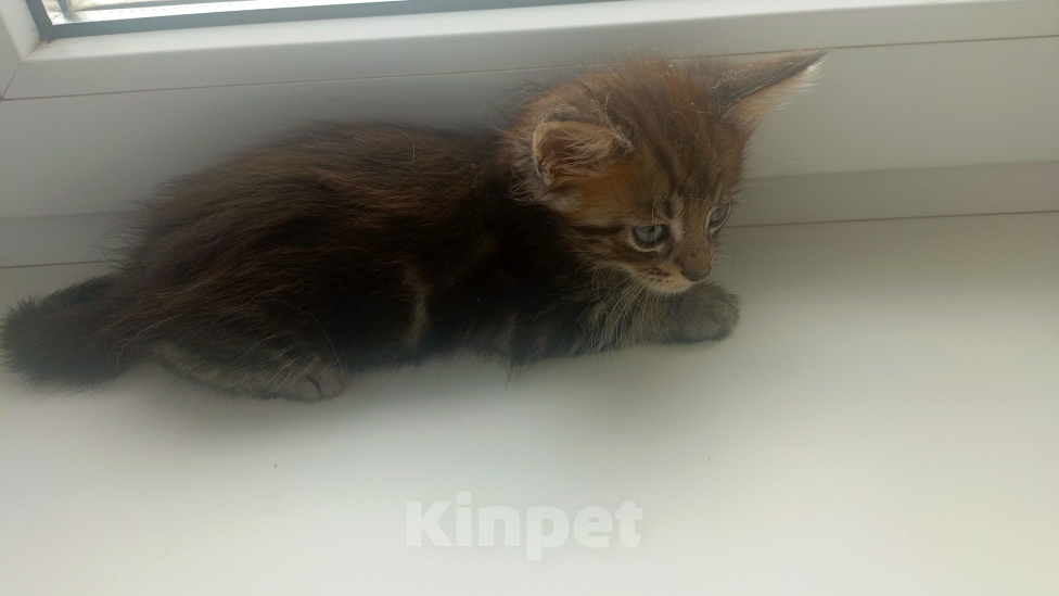 Кошки в Астрахани: Котята мейн-кун Мальчик, 10 000 руб. - фото 4