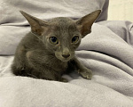 Кошки в Краснодаре: Ориентальный котенок Девочка, Бесплатно - фото 5