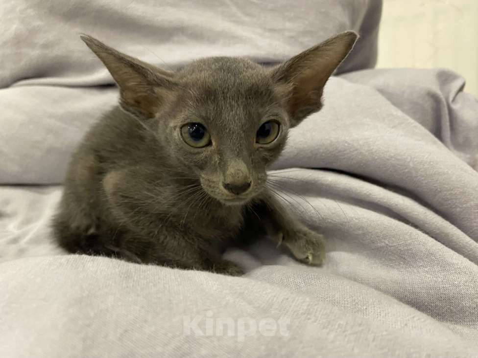 Кошки в Краснодаре: Ориентальный котенок Девочка, Бесплатно - фото 5