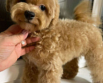 Собаки в Москве: Мальчик Пушон Мальчик, 200 000 руб. - фото 4