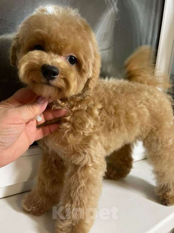 Собаки в Москве: Мальчик Пушон Мальчик, 200 000 руб. - фото 4