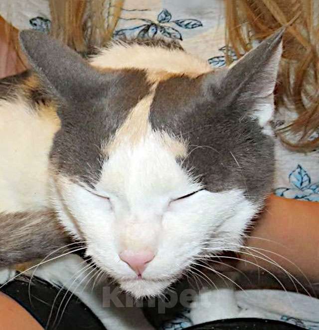 Кошки в Санкт-Петербурге: Зюфа ищет дом Девочка, Бесплатно - фото 4