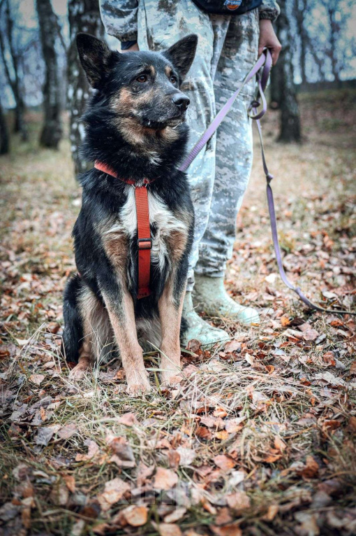 Собаки в Москве: Рон Мальчик, Бесплатно - фото 4