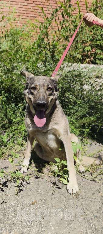 Собаки в Москве: Ласковая собачка в приюте Девочка, 1 руб. - фото 4