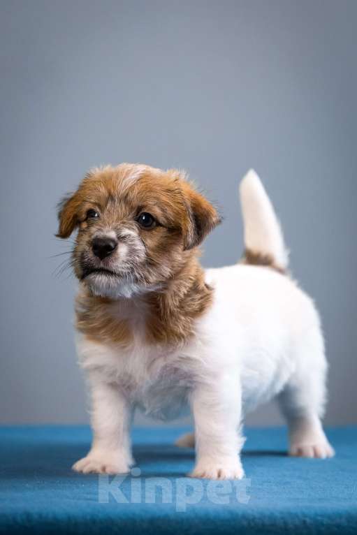 Собаки в Санкт-Петербурге: Щенок Джек Рассел терьера документы РКФ Мальчик, 35 000 руб. - фото 3