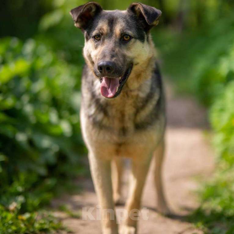 Собаки в Москве: Джем Мальчик, Бесплатно - фото 2