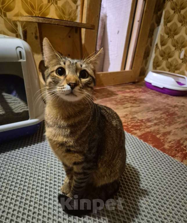 Кошки в Москве: Рафаэль художник ждет маму 7 месяцев Мальчик, Бесплатно - фото 8