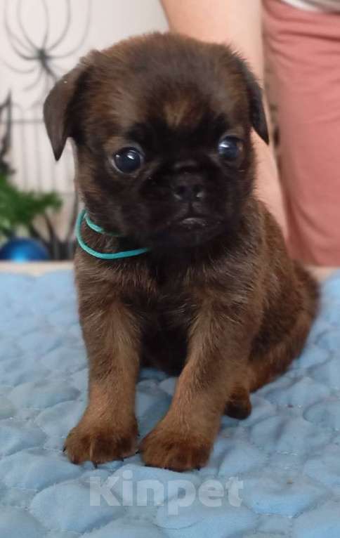 Собаки в Санкт-Петербурге: пти брабансон Мальчик, 50 000 руб. - фото 1