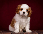 Собаки в Королеве: Кавалер Кинг Чарльз спаниель щенок мальчик мини Мальчик, 65 000 руб. - фото 4