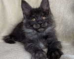 Кошки в Дмитрове: Черная дымчатая девочка мейн кун Yanetta Девочка, 15 000 руб. - фото 3