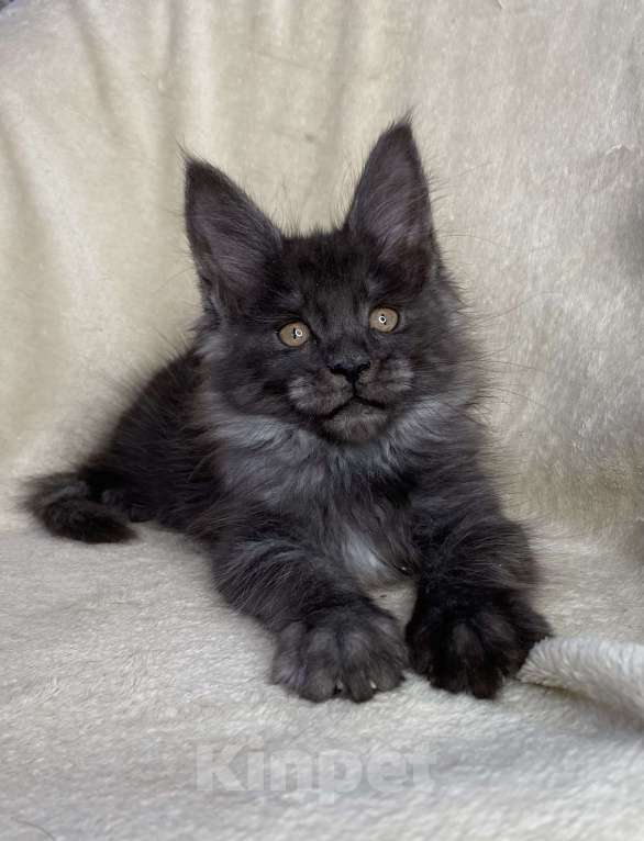 Кошки в Дмитрове: Черная дымчатая девочка мейн кун Yanetta Девочка, 15 000 руб. - фото 3