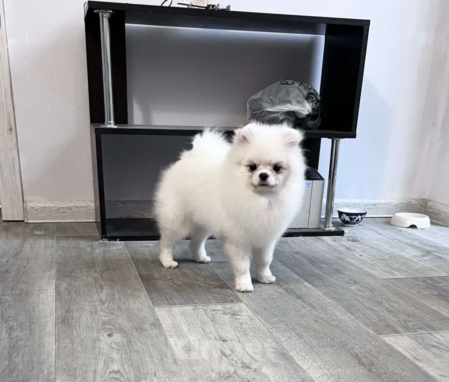 Собаки в Воронеже: Самец померанского шпица, белый Мальчик, 40 000 руб. - фото 2