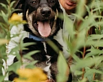 Собаки в Москве: в добрые руки бесплатно Бадди Мальчик, Бесплатно - фото 5