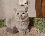 Кошки в Санкт-Петербурге: Прелестная британская малышка Девочка, 25 000 руб. - фото 2