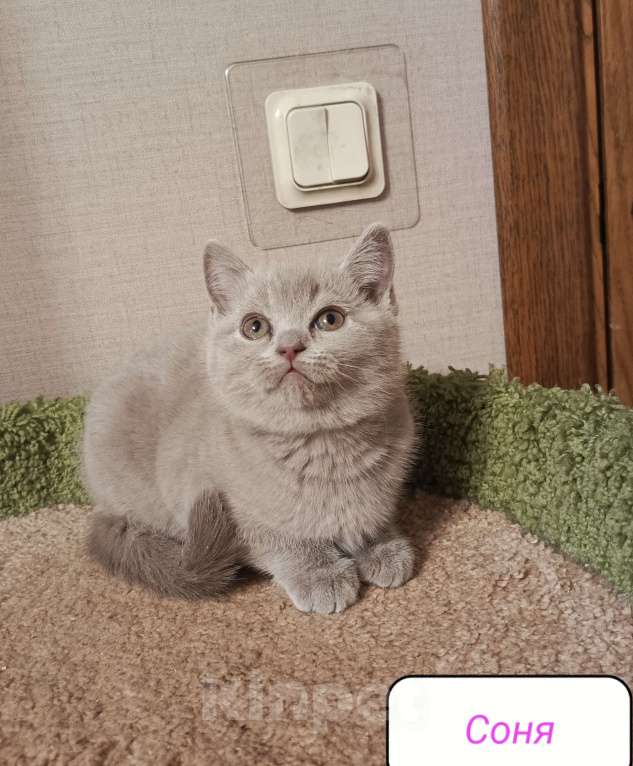 Кошки в Санкт-Петербурге: Прелестная британская малышка Девочка, 25 000 руб. - фото 2