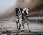 Собаки в Москве: Бывшедомашний Атли ищет дом Мальчик, Бесплатно - фото 4