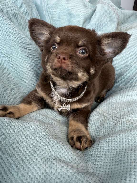 Собаки в других городах Московской области: Мальчик чихуахуа  Мальчик, 50 000 руб. - фото 6