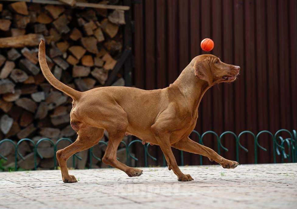 Собаки в других городах Московской области: Веселая, задорная собака в любящую семью. Девочка, 1 руб. - фото 2