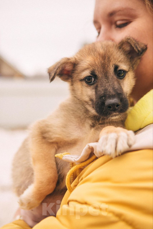 Собаки в Рязани: Щенок от небольшой собачки Мальчик, Бесплатно - фото 2