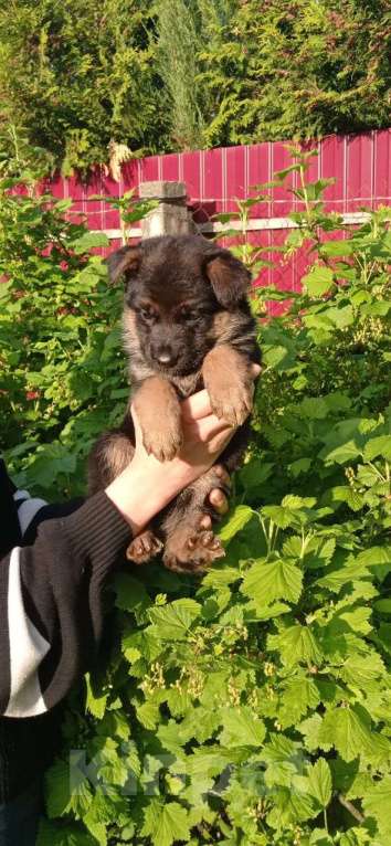 Собаки в Москве: Красивая девочка немецкой овчарки Девочка, 25 000 руб. - фото 2