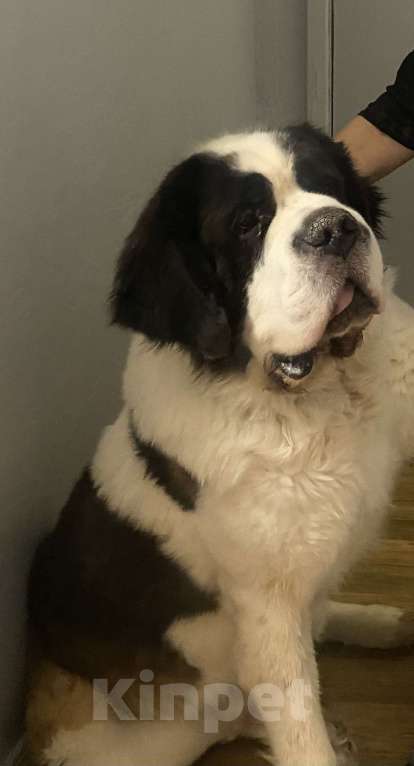 Собаки в Санкт-Петербурге: Ищу заботливые руки Мальчик, Бесплатно - фото 2