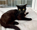 Кошки в Москве: Черная кошка - крошка Багира в добрые руки Девочка, Бесплатно - фото 5