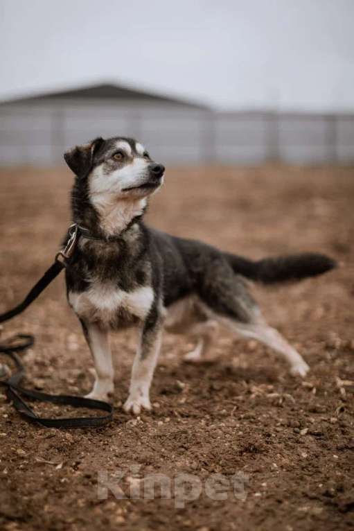Собаки в Москве: Маленький пёсик Пьероша в добрые руки Мальчик, 1 руб. - фото 2
