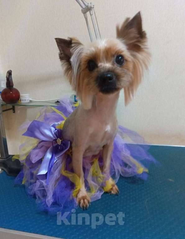 Собаки в Ростове-на-Дону: Продаю щенков йоркширский терьер. Мальчик, Бесплатно - фото 4