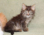 Кошки в Колпашево: Маленький пушистый котенок в добрые руки, 100 руб. - фото 3