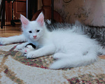 Кошки в Ипатово: Котята Мейн Кун, 20 000 руб. - фото 7