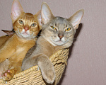 Кошки в Орле: Абиссинские котята Девочка, 20 000 руб. - фото 9