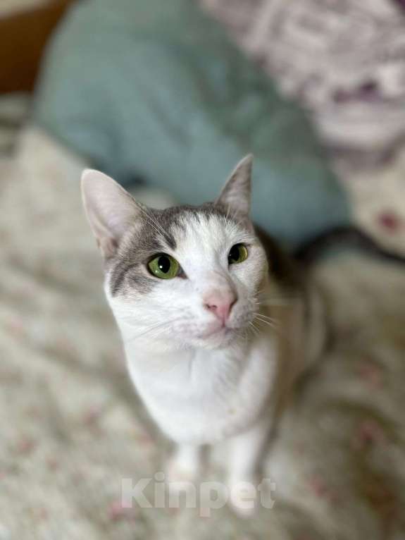 Кошки в Голицыно: 💚 Ищем любящих и заботливых хозяев для котика 💚 Мальчик, Бесплатно - фото 3