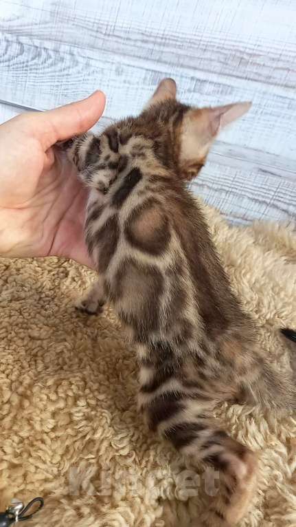 Кошки в Москве: Бенгальский котёнок  Мальчик, 30 000 руб. - фото 7