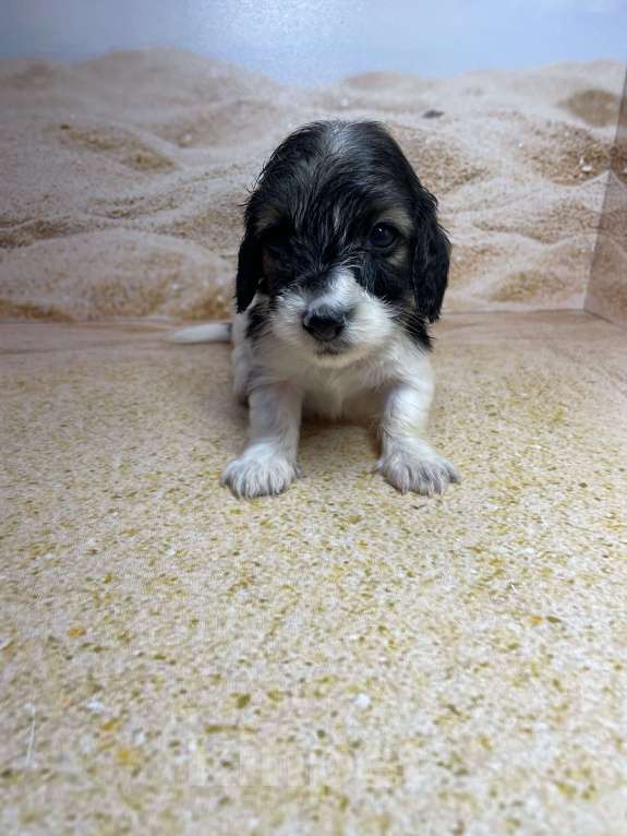 Собаки в Москве: Такса мини/ кролик пайболд длинношерстный мальчик Мальчик, 85 000 руб. - фото 2