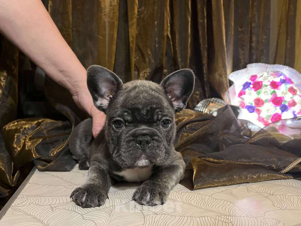 Собаки в Москве: Французский бульдог щенок Мальчик, 55 000 руб. - фото 3
