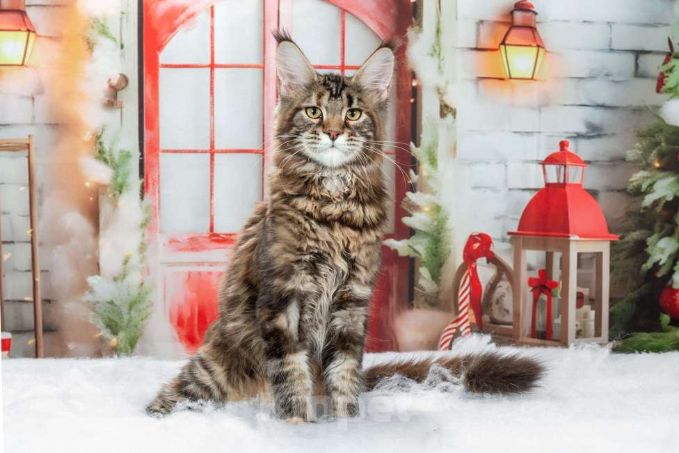 Кошки в Озерске: Красотка - черепашкa Девочка, 35 000 руб. - фото 3