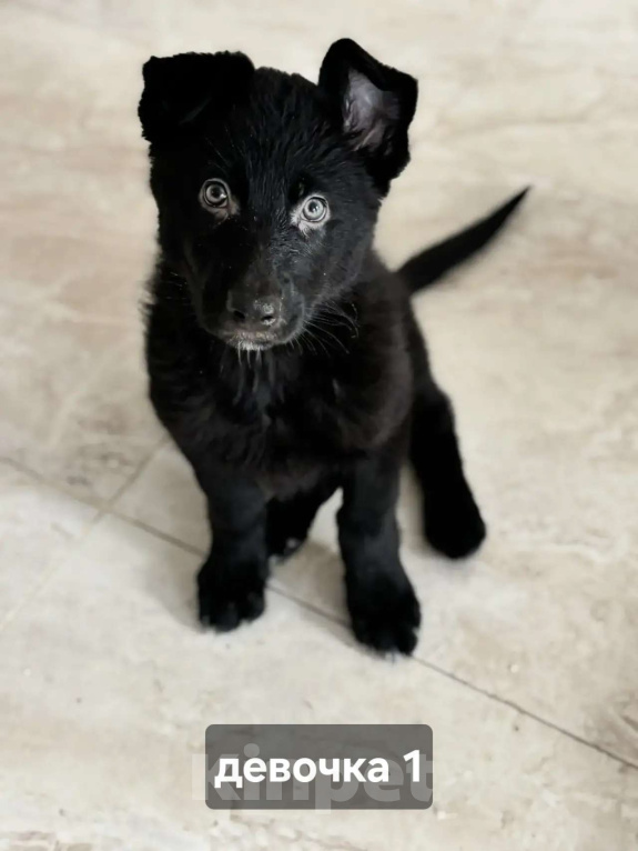 Собаки в Новосибирске: Щенки-волкособы (25% канадский черный волк) Разнополые, 25 000 руб. - фото 1