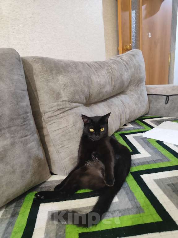 Кошки в Красноярске: Люся в добрые руки Девочка, Бесплатно - фото 2