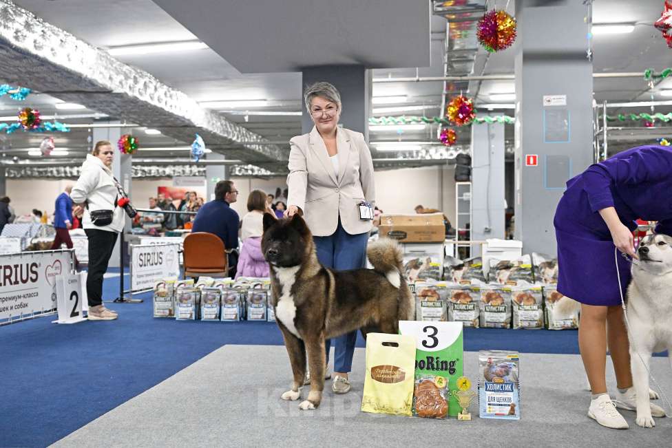 Собаки в Серпухове: Американская акита щенок  Девочка, 50 000 руб. - фото 3