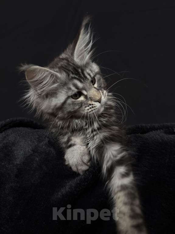 Кошки в Москве: Мейн-кун котенок Девочка, 60 000 руб. - фото 2