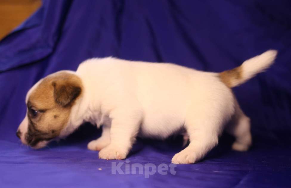 Собаки в Всеволожске: Щенок джек рассел терьера гладкий Мальчик, 50 000 руб. - фото 2