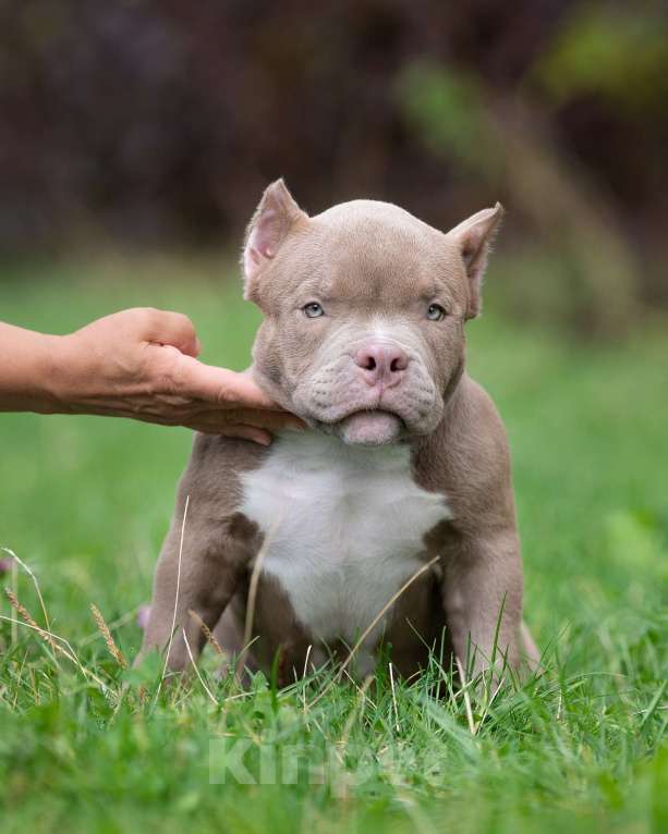 Собаки в Санкт-Петербурге: Предлагаются к продаже щенки американского булли  Мальчик, 80 000 руб. - фото 5