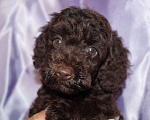 Собаки в Москве: Пудель- шоколадный мальчик Мальчик, 50 000 руб. - фото 5