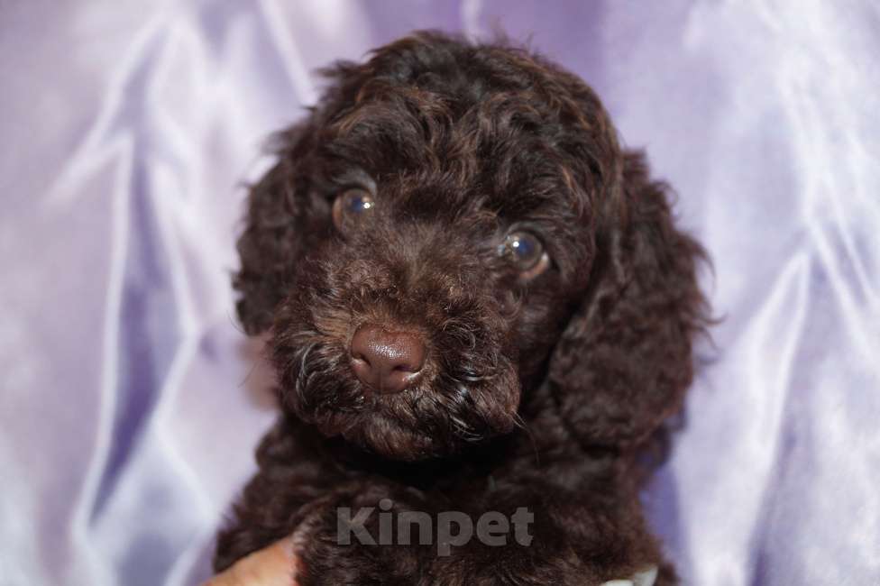 Собаки в Москве: Пудель- шоколадный мальчик Мальчик, 50 000 руб. - фото 5