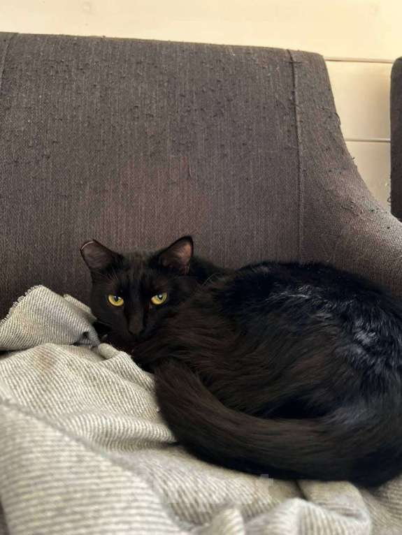 Кошки в Москве: Ищет дом прекрасная кошка Сабрина. Девочка, Бесплатно - фото 4