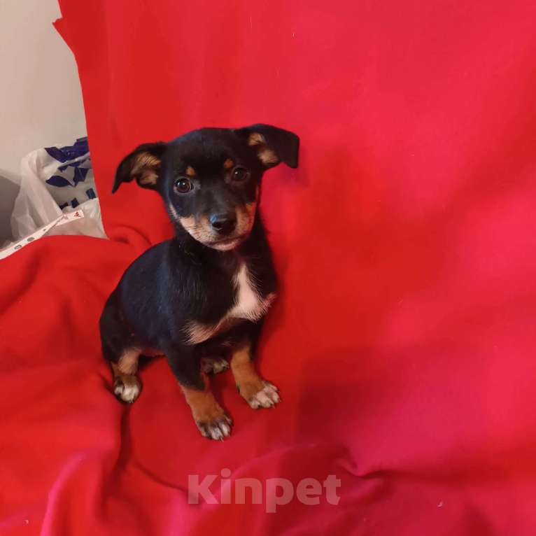 Собаки в Санкт-Петербурге: Щенок в добрые руки  Девочка, Бесплатно - фото 1