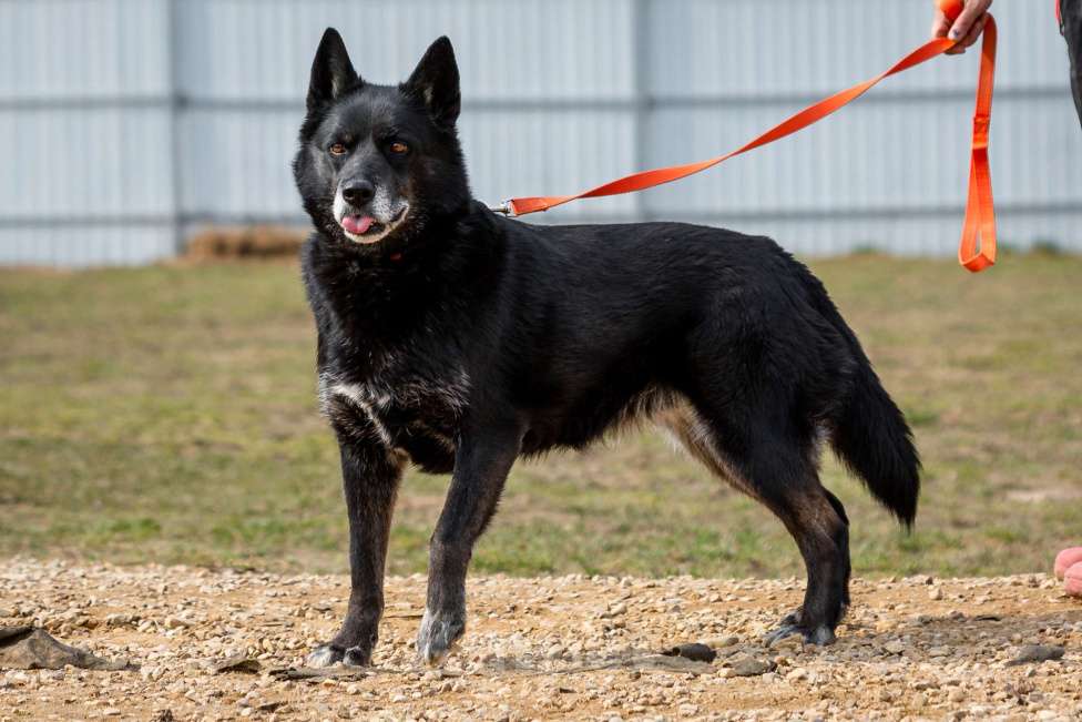 Собаки в Москве: Кама Девочка, Бесплатно - фото 15