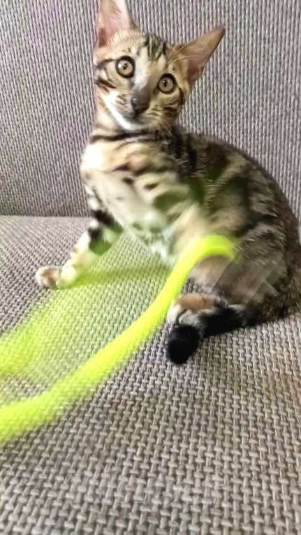 Кошки в Москве: Бенгальский мальчик Мальчик, 30 000 руб. - фото 2